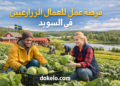 عرض عمل 2026: عمال زراعيون لحصاد الخضروات في مزرعة نشيطة بالسويد